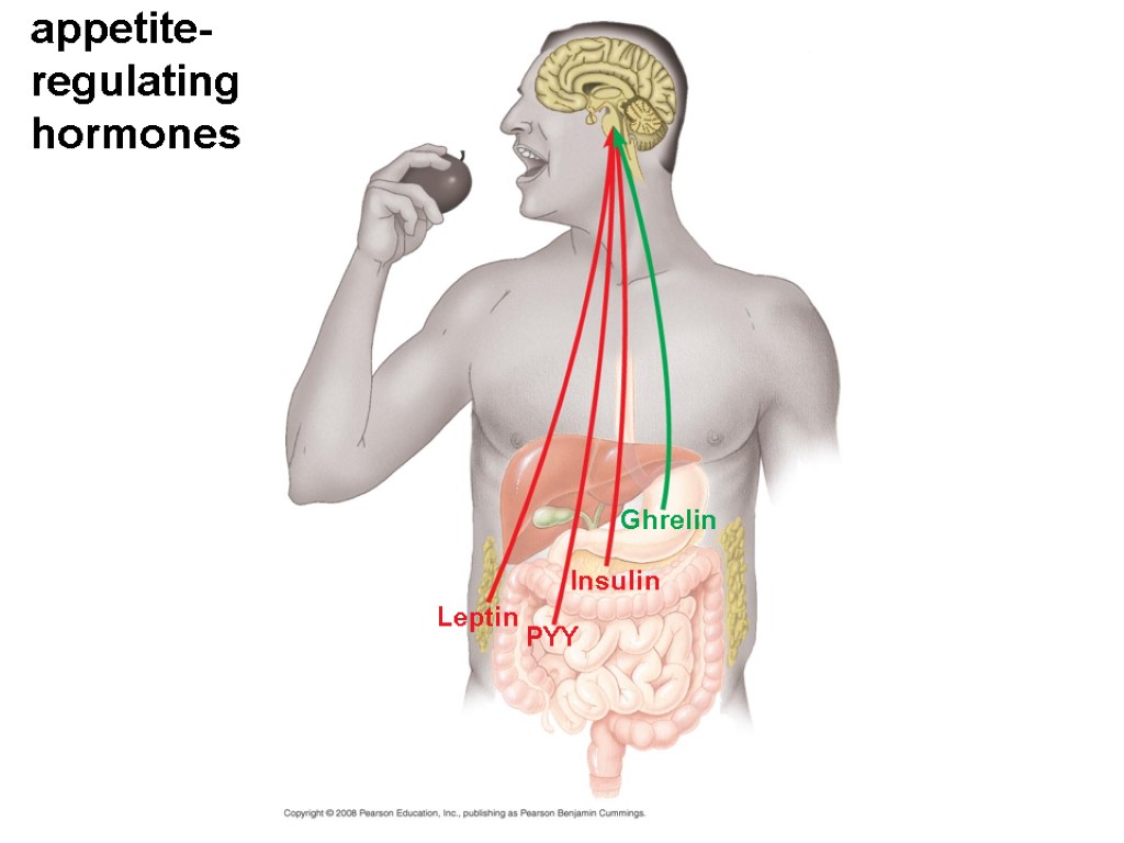 appetite-regulating hormones Leptin PYY Insulin Ghrelin